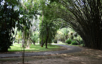 Botanical Gardens In Sri Lanka