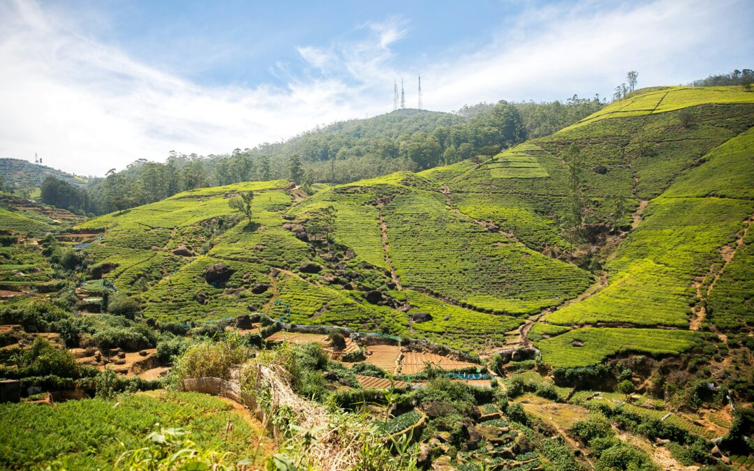 Hill Country Sri Lanka