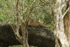 National Parks In Sri Lanka